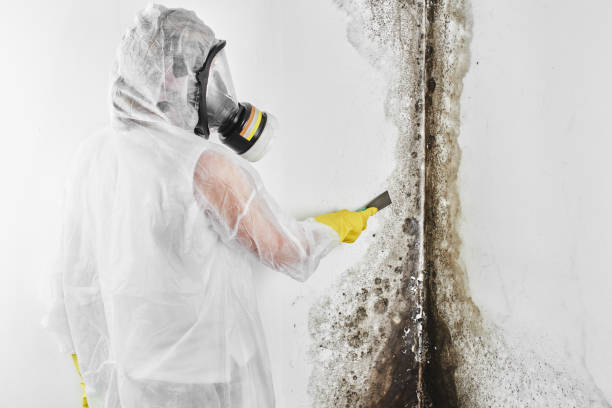 Reliable Granger, TX Mold Removal Solutions