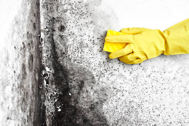 Best Emergency Mold Removal  in Granger, TX