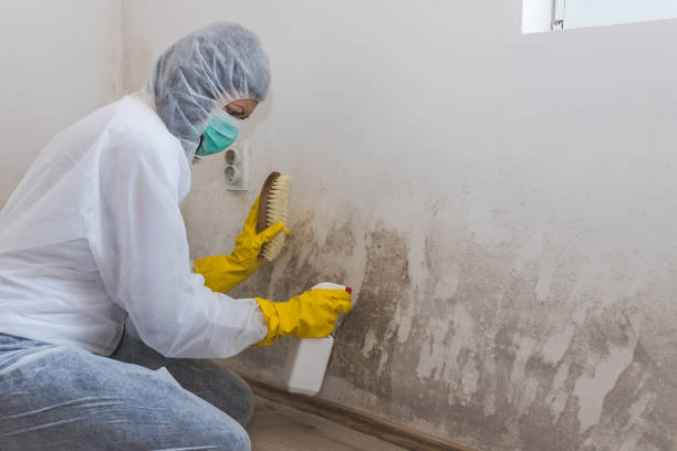 Best Attic Mold Removal  in Granger, TX