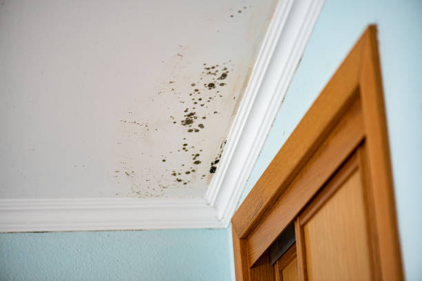 Best Mold Damage Repair  in Granger, TX