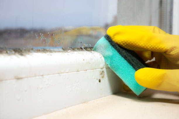 Best Mold Remediation  in Granger, TX