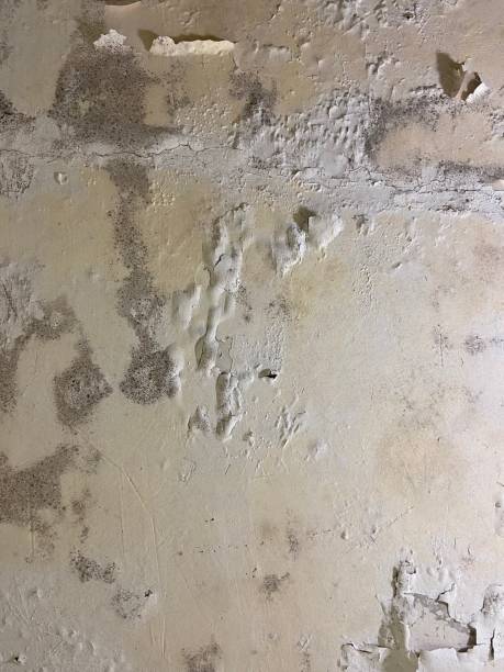 Best Residential Mold Removal  in Granger, TX