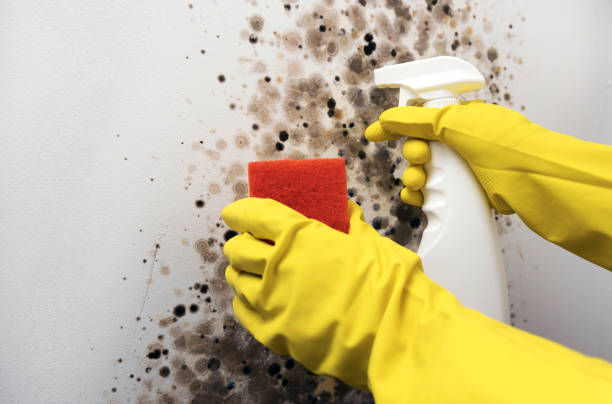 Best Local Mold Removal Service  in Granger, TX