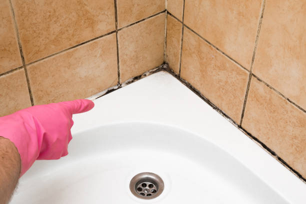 Best Same-Day Mold Removal  in Granger, TX